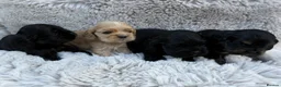 American Cocker Spaniel dogs for sale: Quality kc reg American cocker spaniel puppy’s  in Darlington - Advert 1