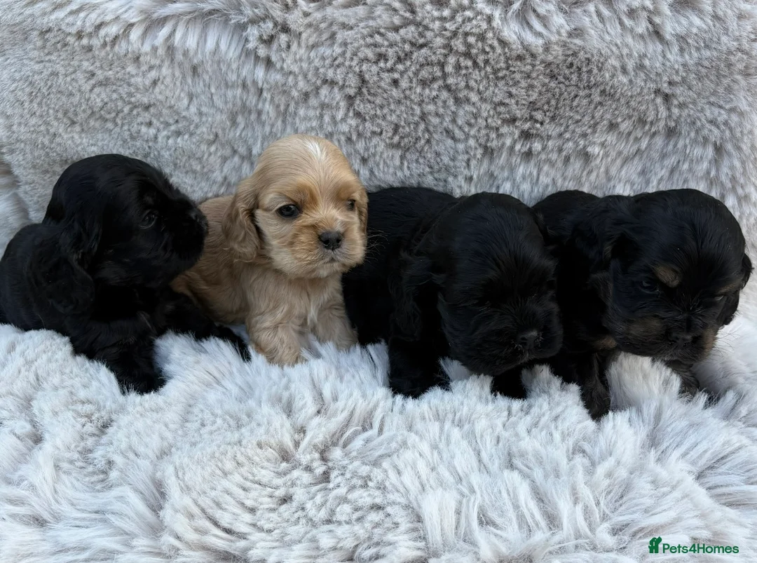 American Cocker Spaniel dogs for sale: Quality kc reg American cocker spaniel puppy’s  in Darlington - Advert 1