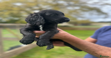 Cocker Spaniel dogs - Advert 10