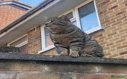 Mixed Breed cats for sale: Kittens for sale   - Image 11