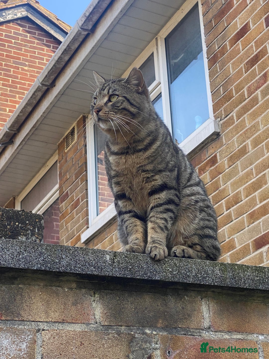 Mixed Breed cats for sale: Kittens for sale   - Image 11