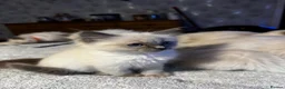 Ragdoll cats for sale: Beautiful Pure Ragdoll kittens vacs/mchipped  - Advert 12