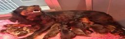 Cockapoo dogs for sale: Cockapoo puppies - Advert 4