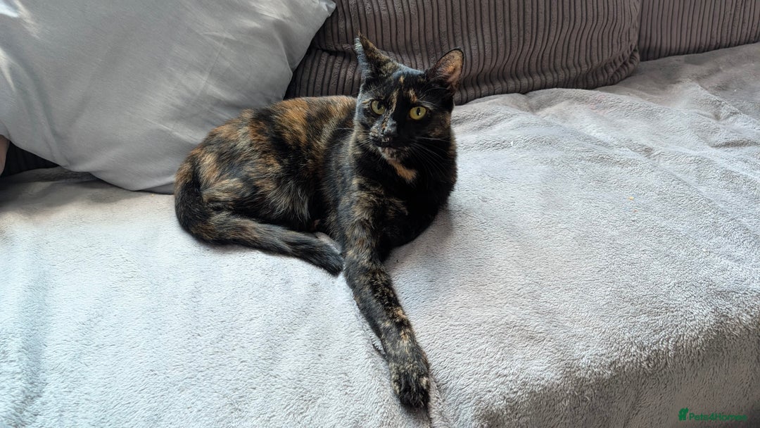 Domestic Shorthair cats for sale: Female Tabby Cat  - Image 2