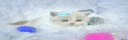 British Shorthair cats for sale: ⭐️ British Shorthair & Longhaired Kittens⭐️  - Advert 17