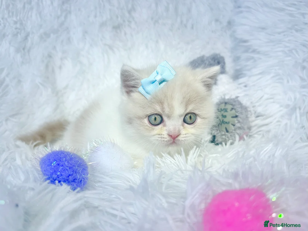 British Shorthair cats for sale: ⭐️ British Shorthair & Longhaired Kittens⭐️  - Advert 17