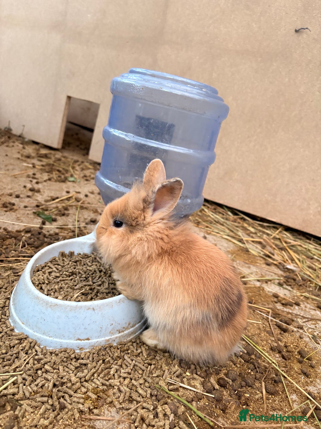 Lionhead rabbits for sale: Rabbits for sale  - Image 7