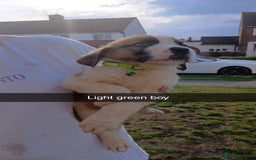 Saint Bernard dogs for sale: Saint Bernard puppies  - Image 14