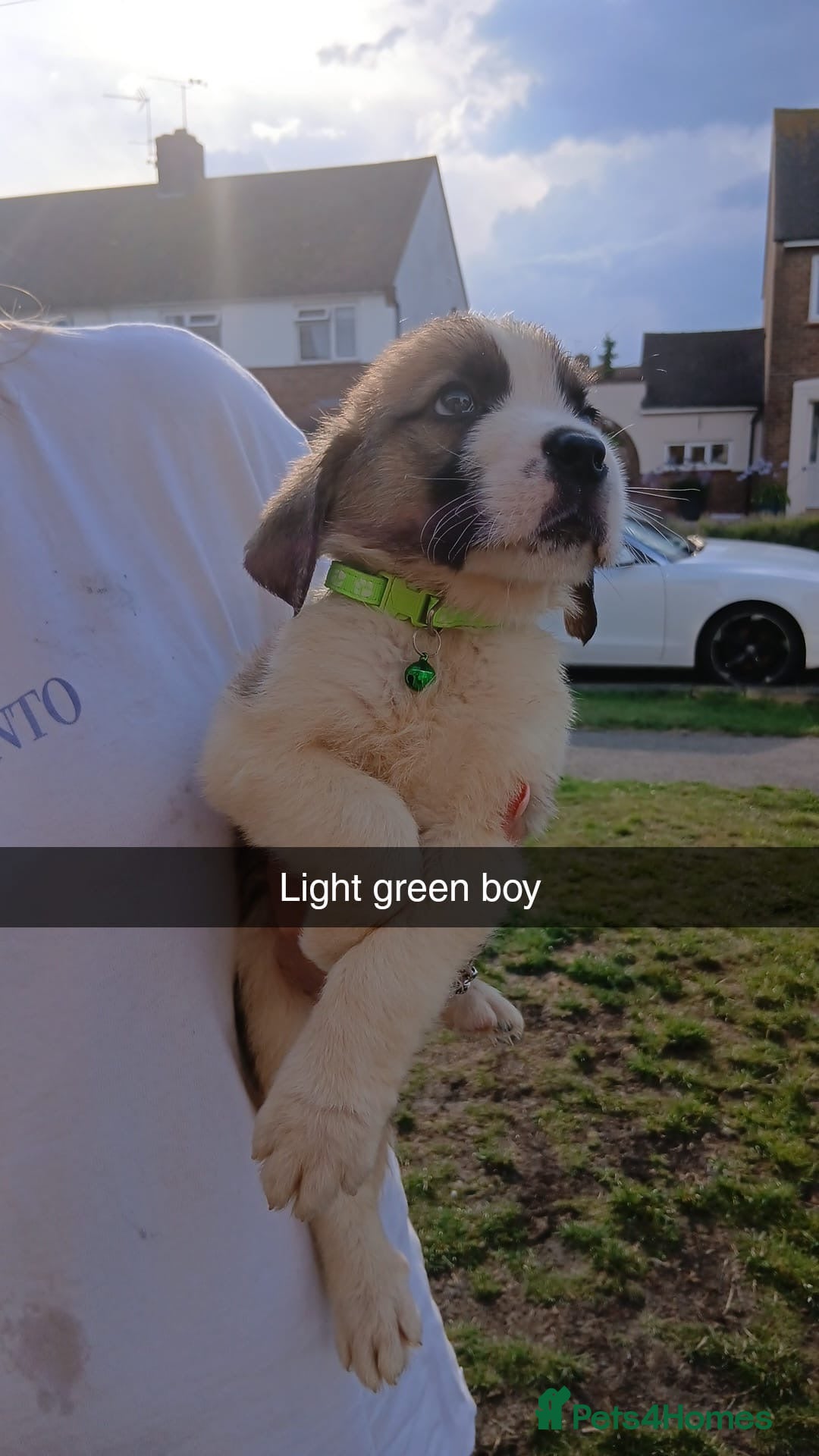 Saint Bernard dogs for sale: Saint Bernard puppies  - Image 14