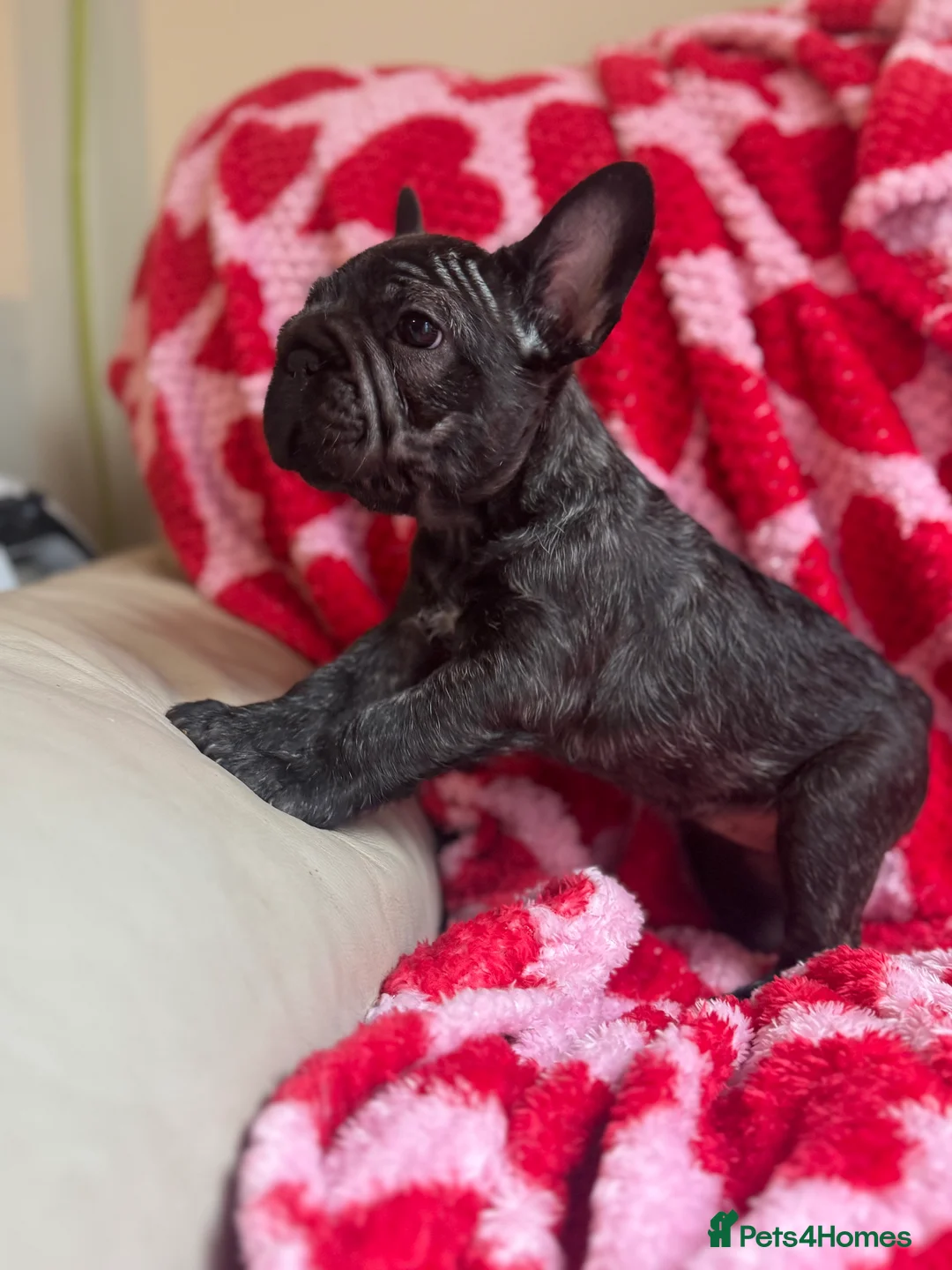 French Bulldog dogs for sale: Reduced price!!! Beautiful French bulldog pups  - Advert 4