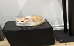 Munchkin cats for sale: ⭐️⭐️-3x TICA Munchkins - Super Short Legs-⭐️⭐️  - Image 25