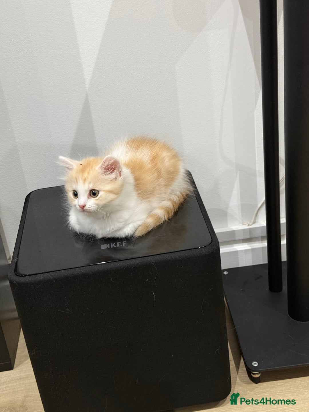 Munchkin cats for sale: ⭐️⭐️-3x TICA Munchkins - Super Short Legs-⭐️⭐️  - Image 25