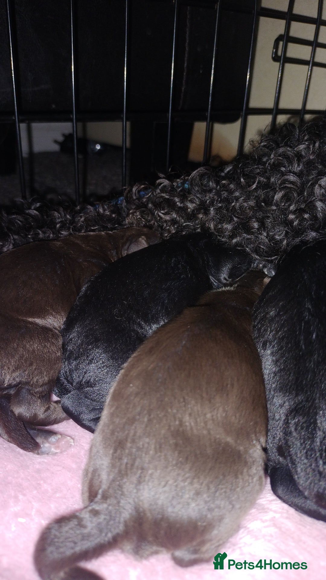 Cockapoo dogs for sale: Cockapoo puppies ❤️❤️❤️ - Image 2