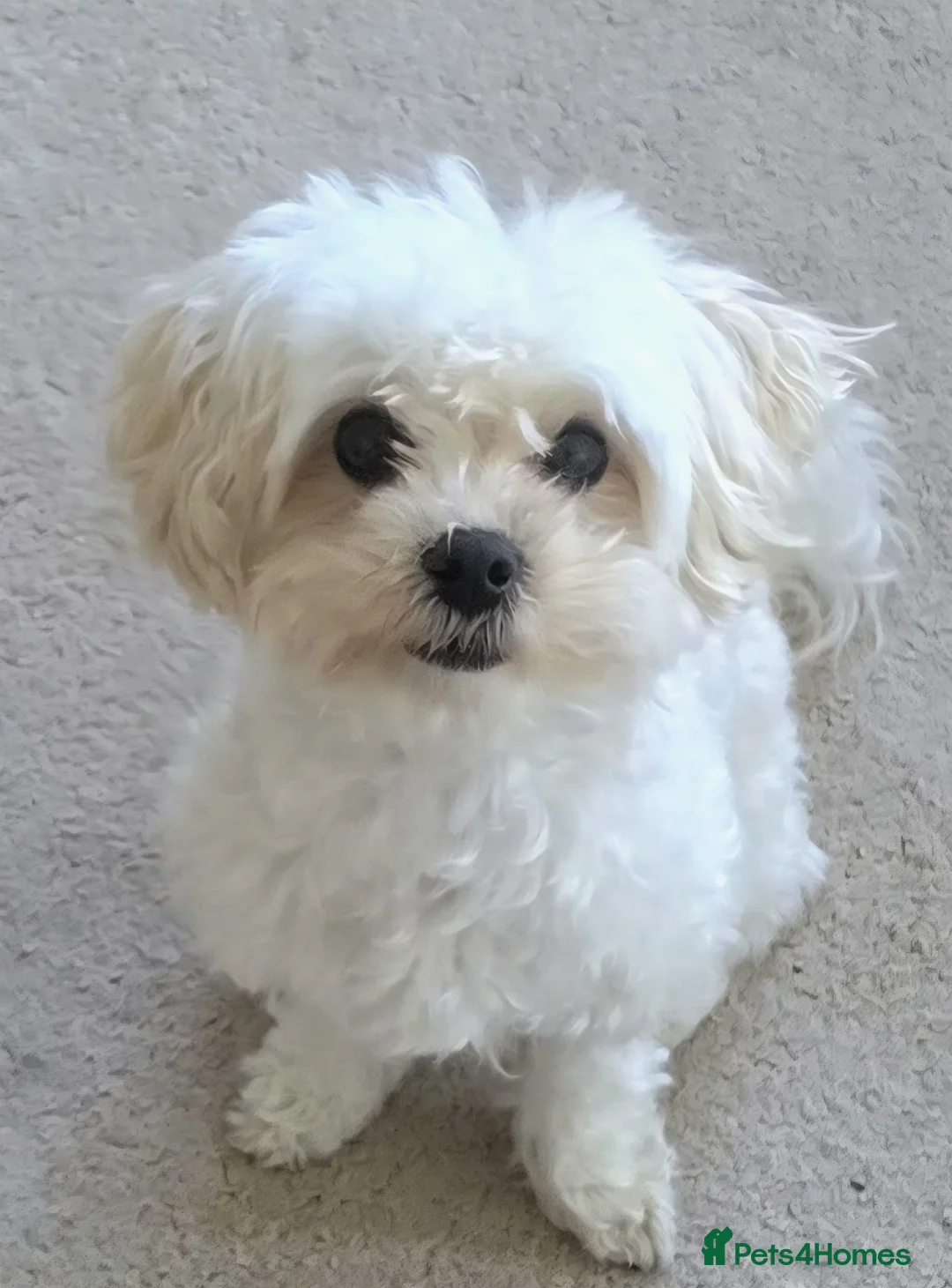 Maltipoo dogs for sale: Beautiful friendly pet looking for loving home. in Hinckley - Advert 2