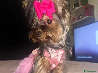 Yorkshire Terrier dogs Lovely Angels boys - Advert 6