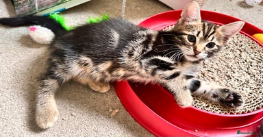 Mixed Breed cats - Advert 9