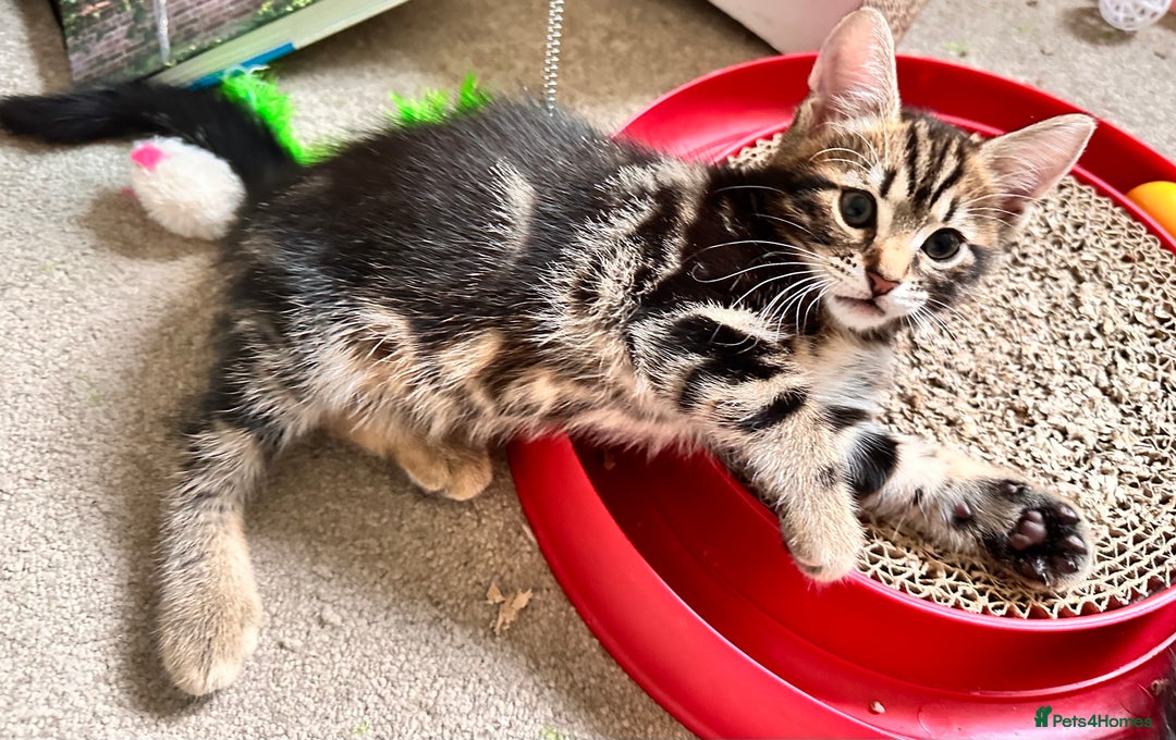 Mixed Breed cats for sale: Lovely bengal mix kittens: tabby, ginger, black - Image 2