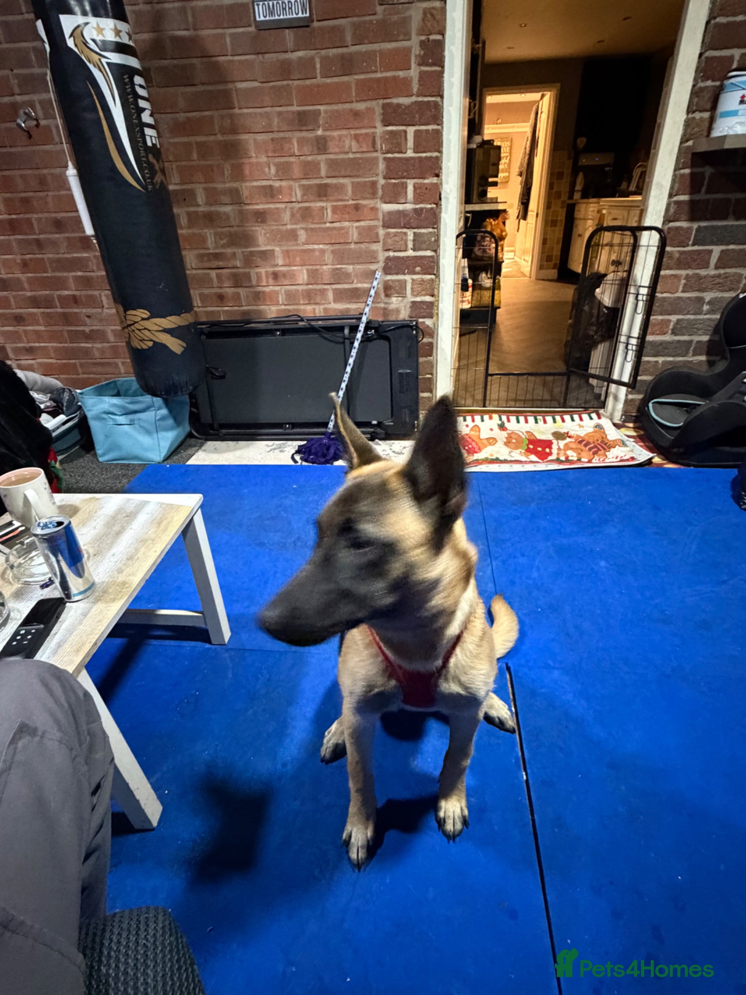 Belgian Shepherd Dog dogs Belgian shepherd female  - Advert 1