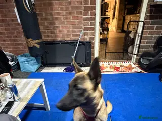 Belgian Shepherd Dog dogs Belgian shepherd female - Advert 1