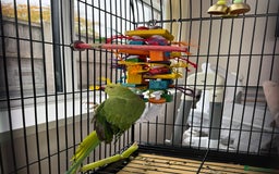 Ringnecks birds for sale: A semi tame green ringneck - Image 4