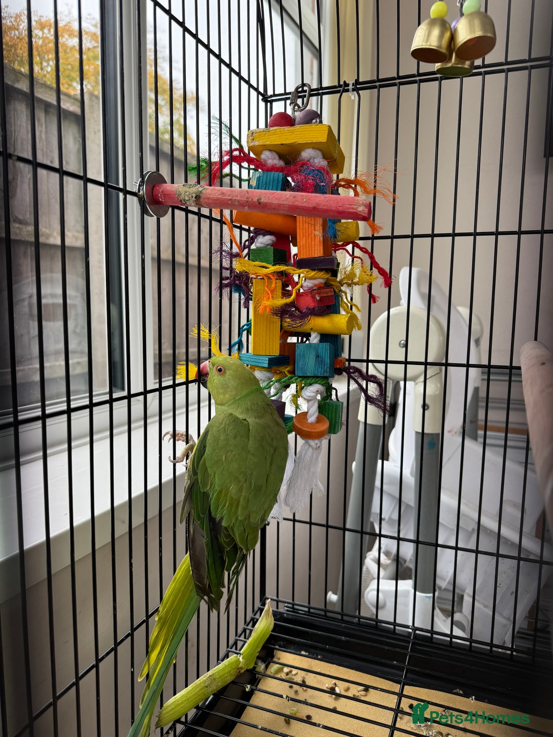 Ringnecks birds for sale: A semi tame green ringneck - Image 4