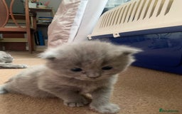 British Shorthair cats for sale: Gorgeous Short-hair British Blue - Image 5