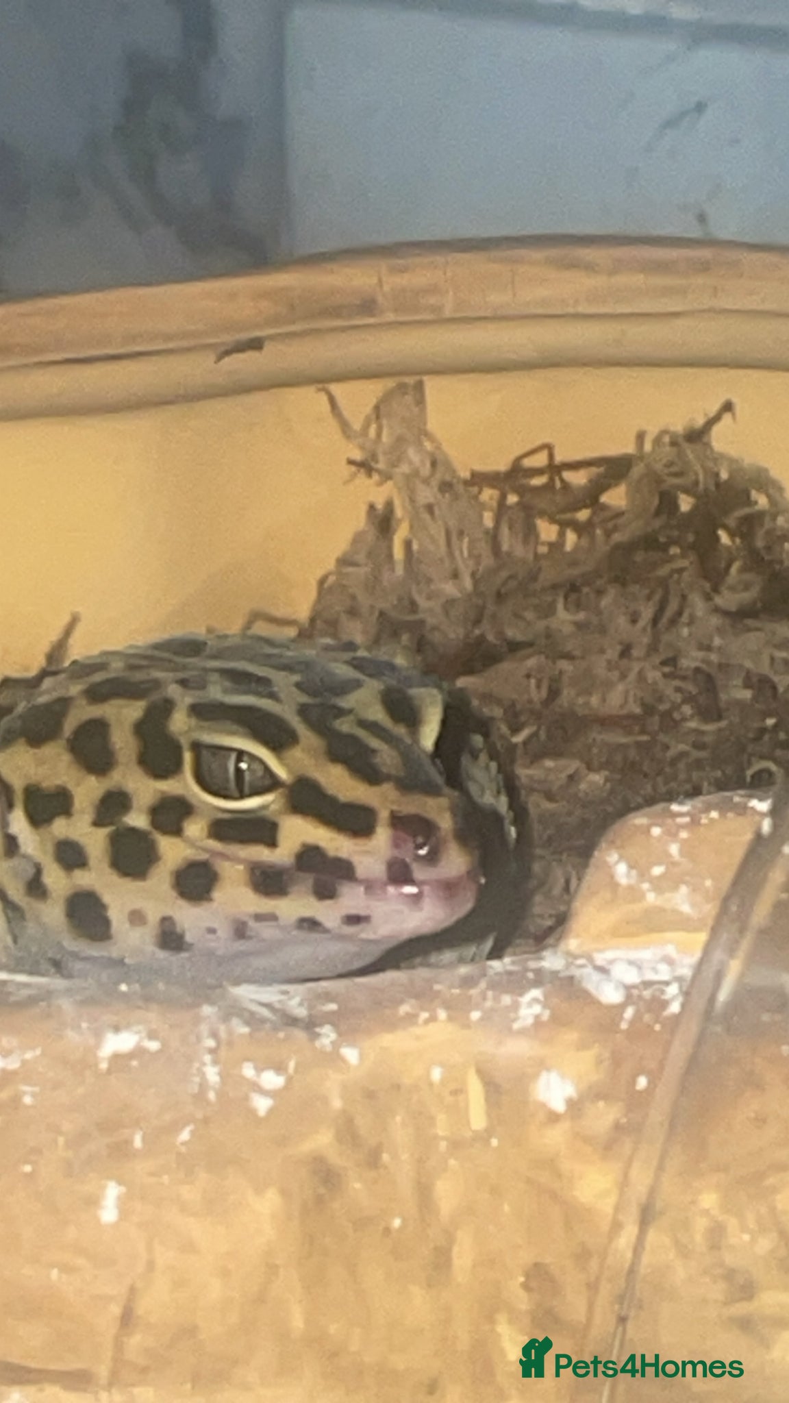 Leopard Gecko reptiles for sale: Leopard gecko male  - Advert 2