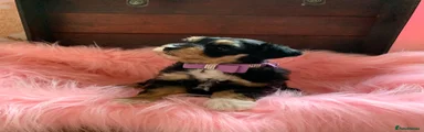 Miniature Schnauzer 4