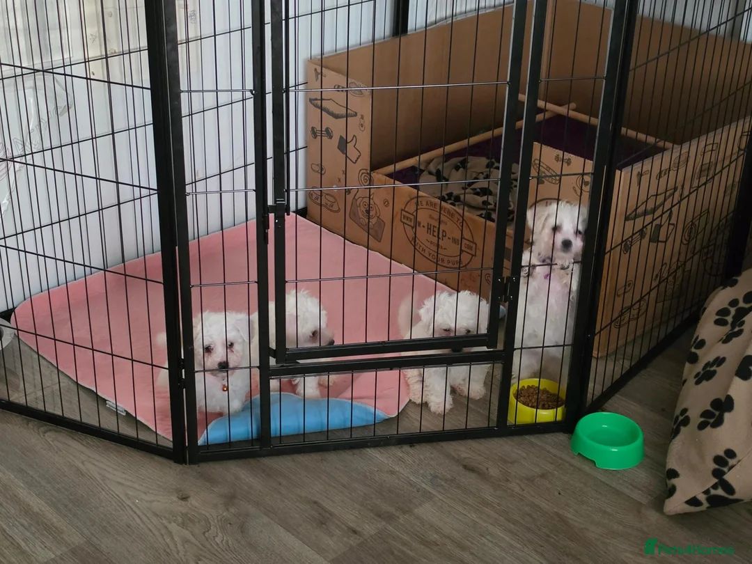 Bichon Frise dogs for sale: Male bichon frise puppies  - Advert 2