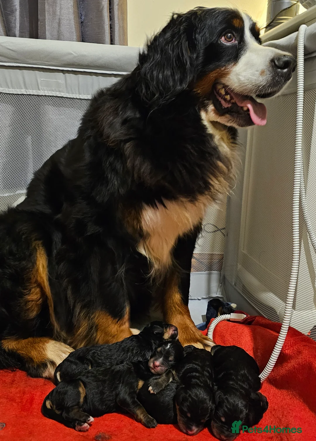 Bernedoodle dogs for sale: All currently reserved! Quality F1Bernedoodle pups - Advert 18