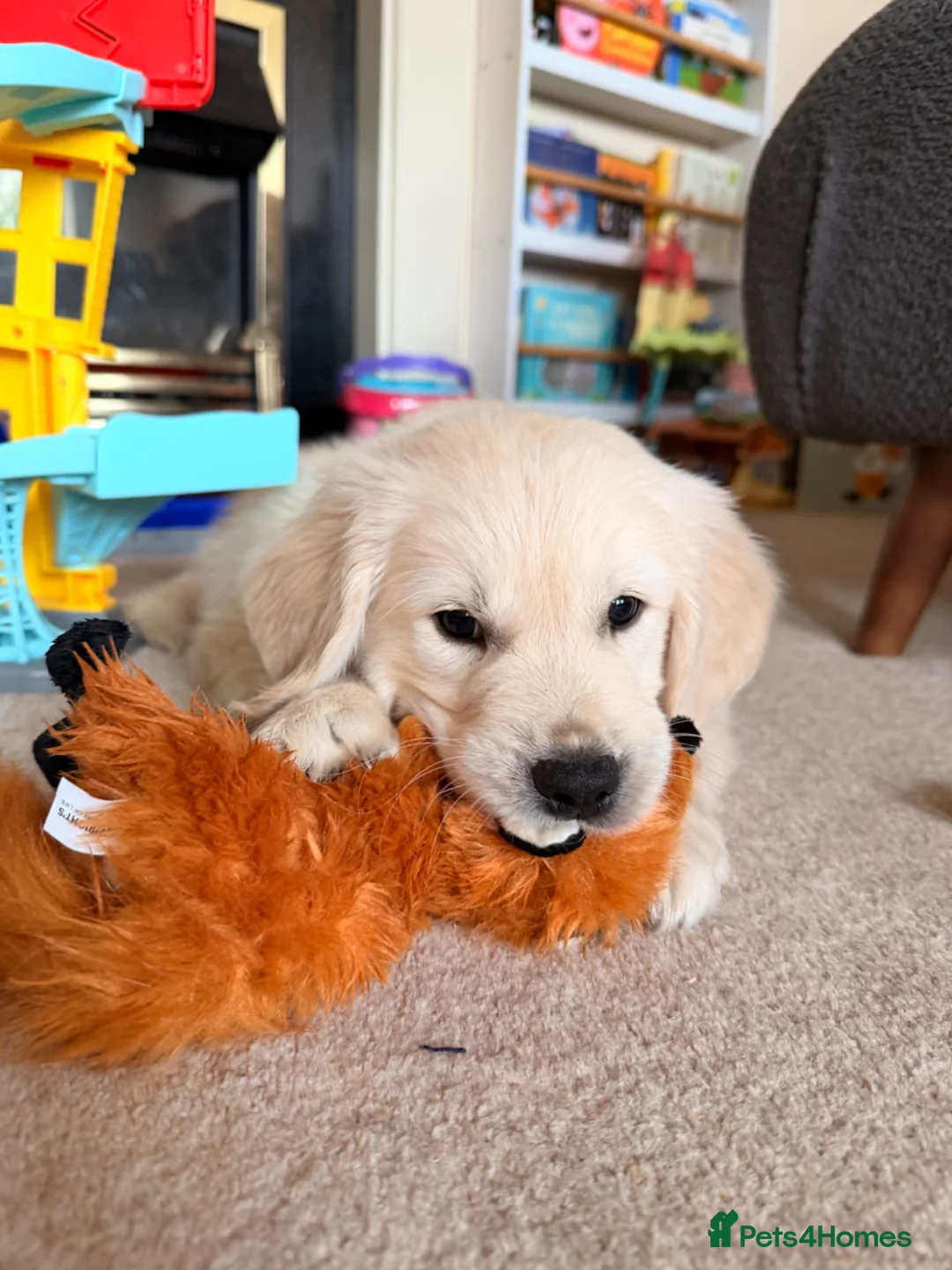 Golden Retriever dogs for sale: Benny is looking for a new home  in Doncaster - Advert 1