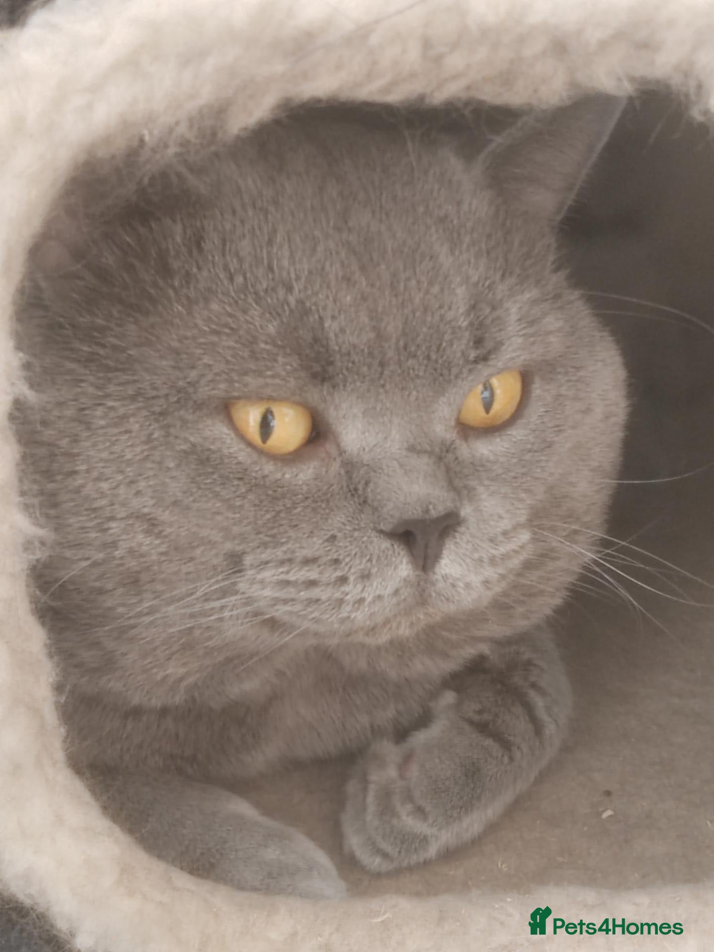 British Shorthair cats British short hair for stud - Advert 6
