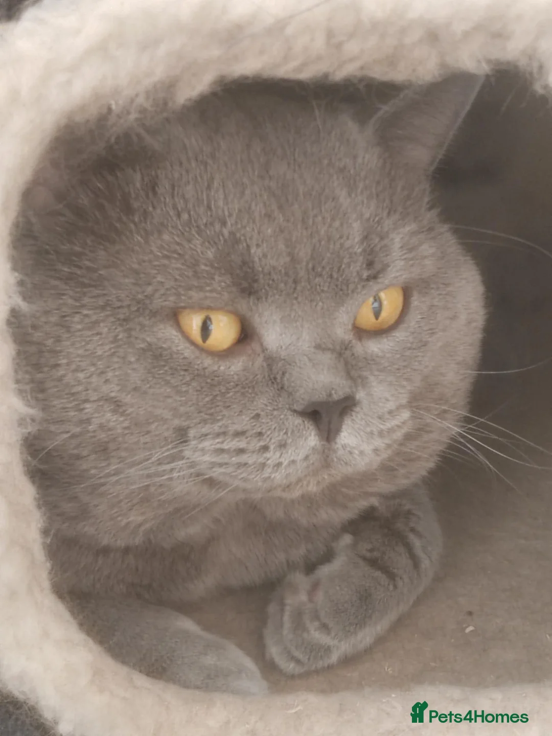 British Shorthair cats for stud: British short hair for stud in Loughton - Advert 1