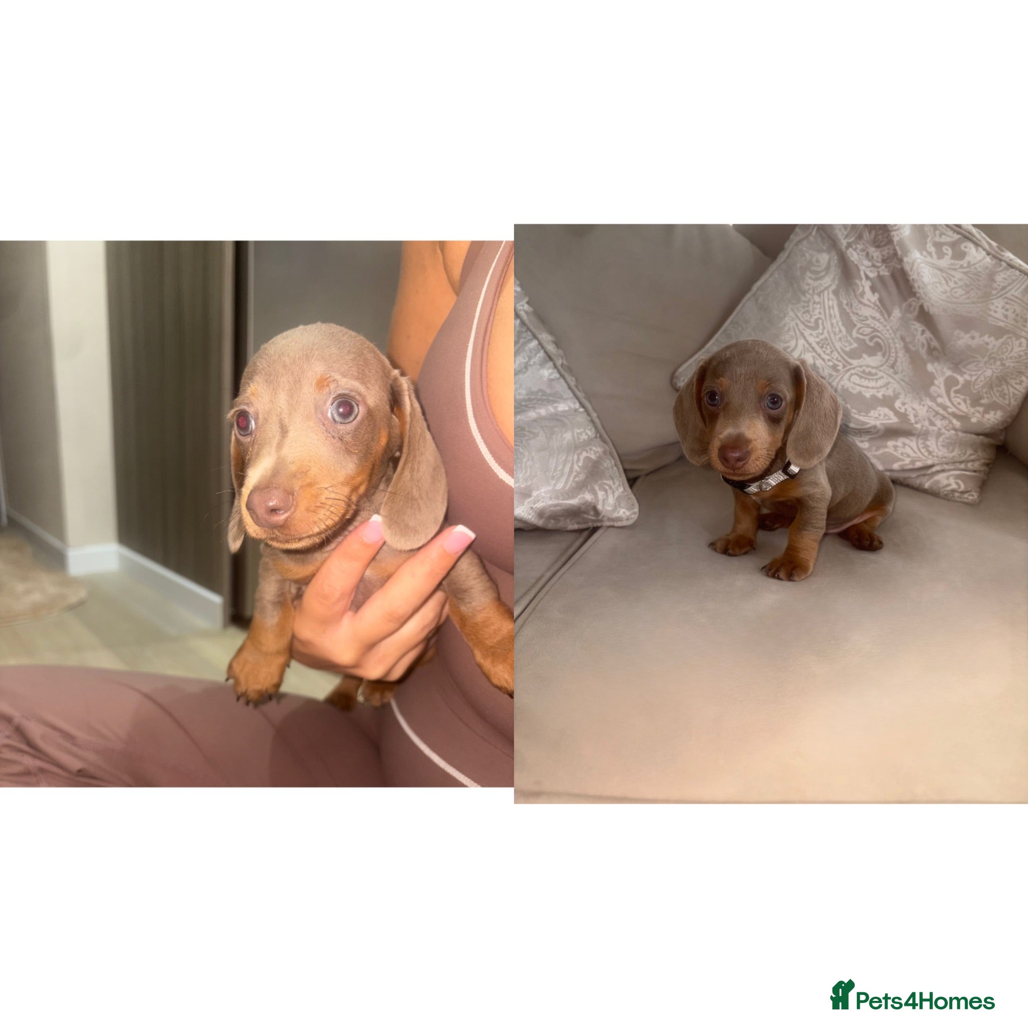 Miniature Dachshund dogs 💎🐾 Gorgeous Isabella Dachshund Boys 🐾💎 - Advert 9