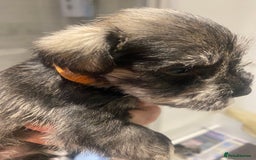 Miniature Schnauzer dogs for sale:  black Miniature schnauzer girl pup kc reg - Image 3