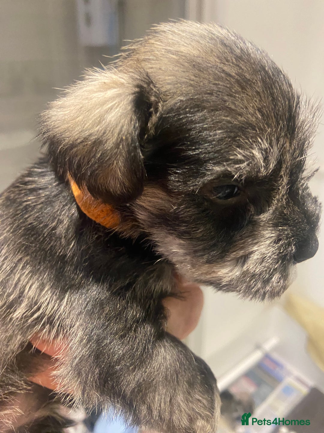 Miniature Schnauzer dogs for sale:  black Miniature schnauzer girl pup kc reg - Image 3