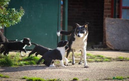 Border Collie dogs for sale: Border Collie Puppies for Sale - Image 7