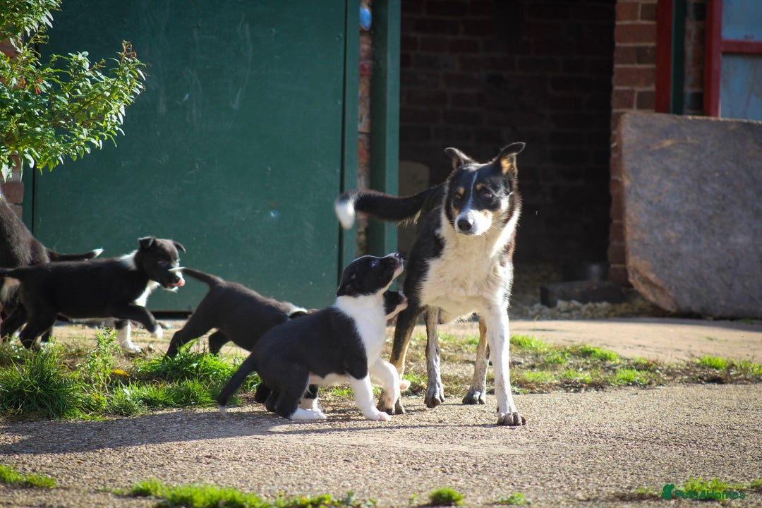 Border Collie dogs for sale: Border Collie Puppies for Sale - Image 7