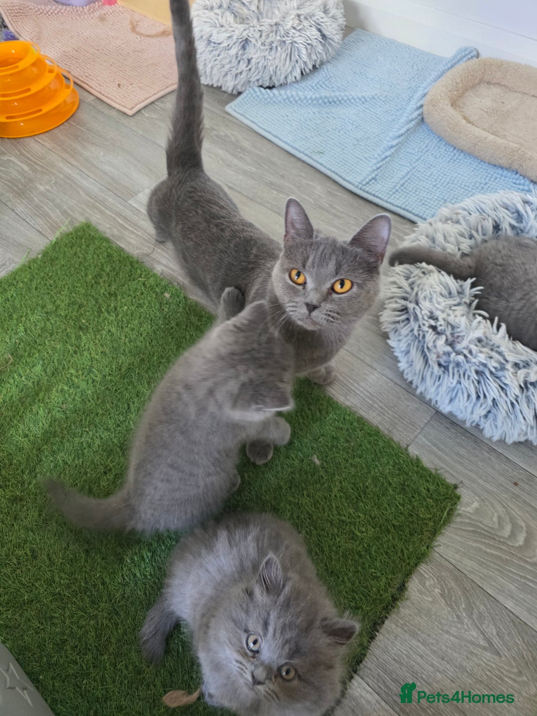 British Longhair cats for sale: British longhair girl reduced to help find home - Image 12