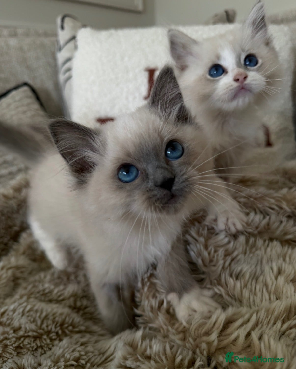 Ragdoll cats GCCF Ragdolls (girl & boy) available in ONE WEEK! - Advert 1