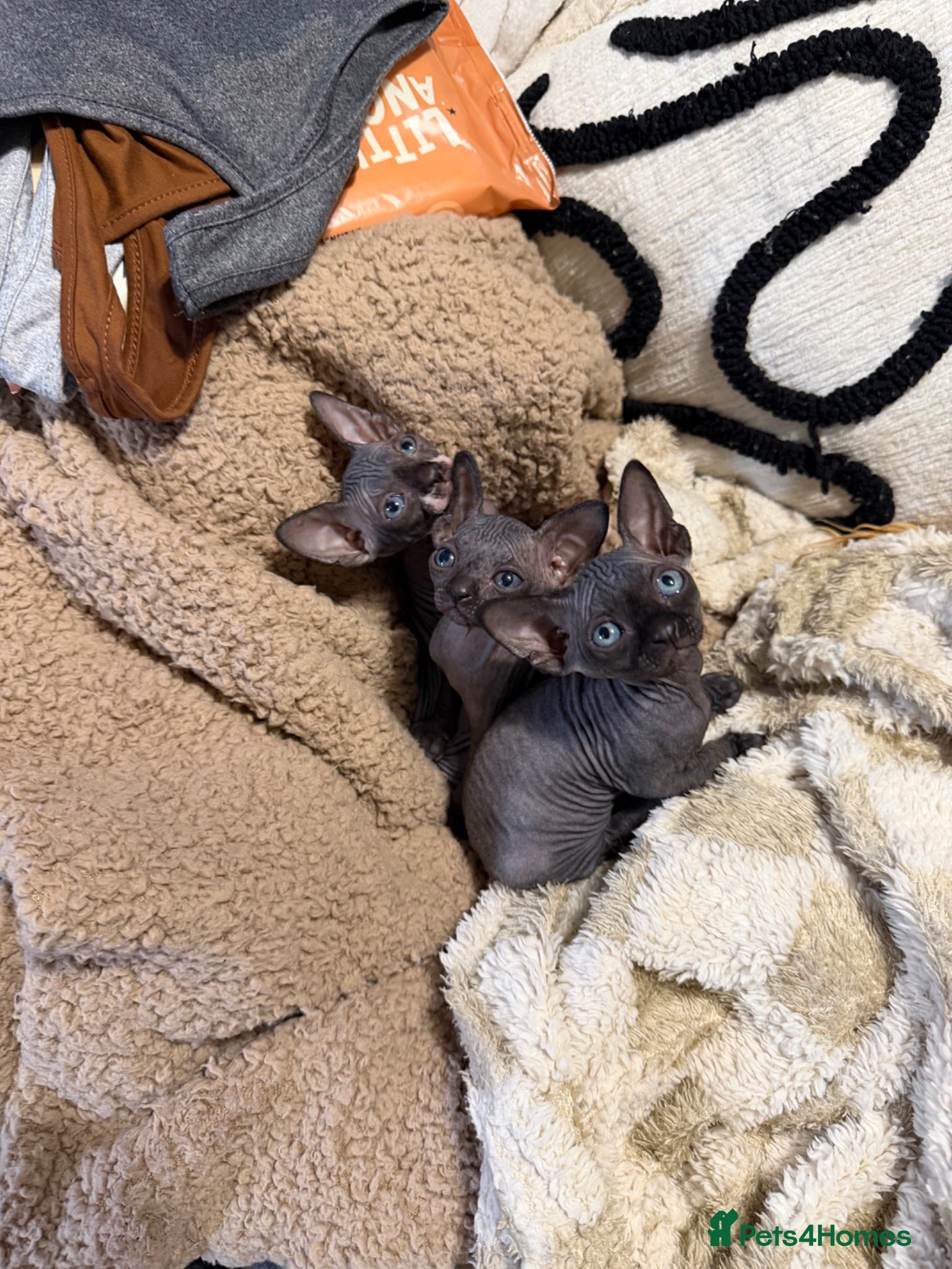 Sphynx cats 💙🩷4 gorgeous sphynx baby’s 🩷💙 - Advert 11