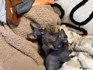 Sphynx cats 💙🩷4 gorgeous sphynx baby’s 🩷💙 - Advert 11