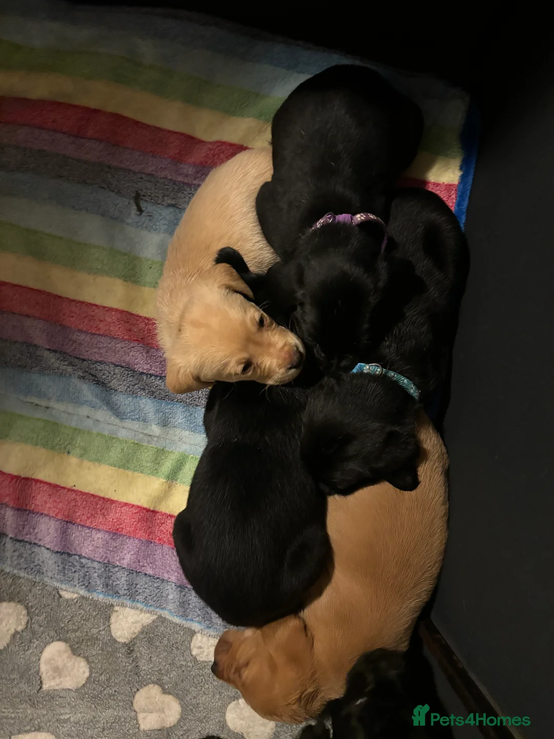 Labrador Retriever dogs for sale: Lovely litter of KC registered working labradors - Advert 8