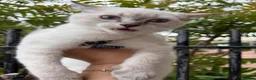 British Shorthair cats for sale: Adorable kittens, British short hair for rehome in London - Advert 10