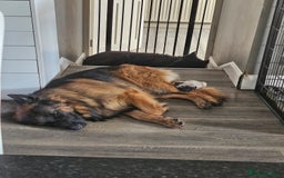 German Shepherd dogs for sale: GLENCONNER GERMAN SHEPHERDS  - Image 14