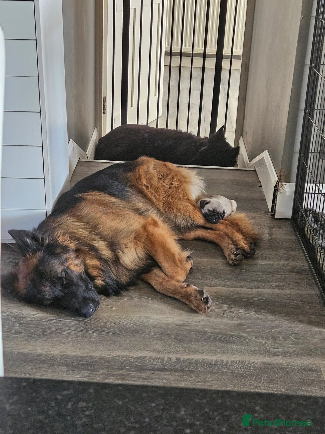 German Shepherd dogs for sale: GLENCONNER GERMAN SHEPHERDS  - Image 14