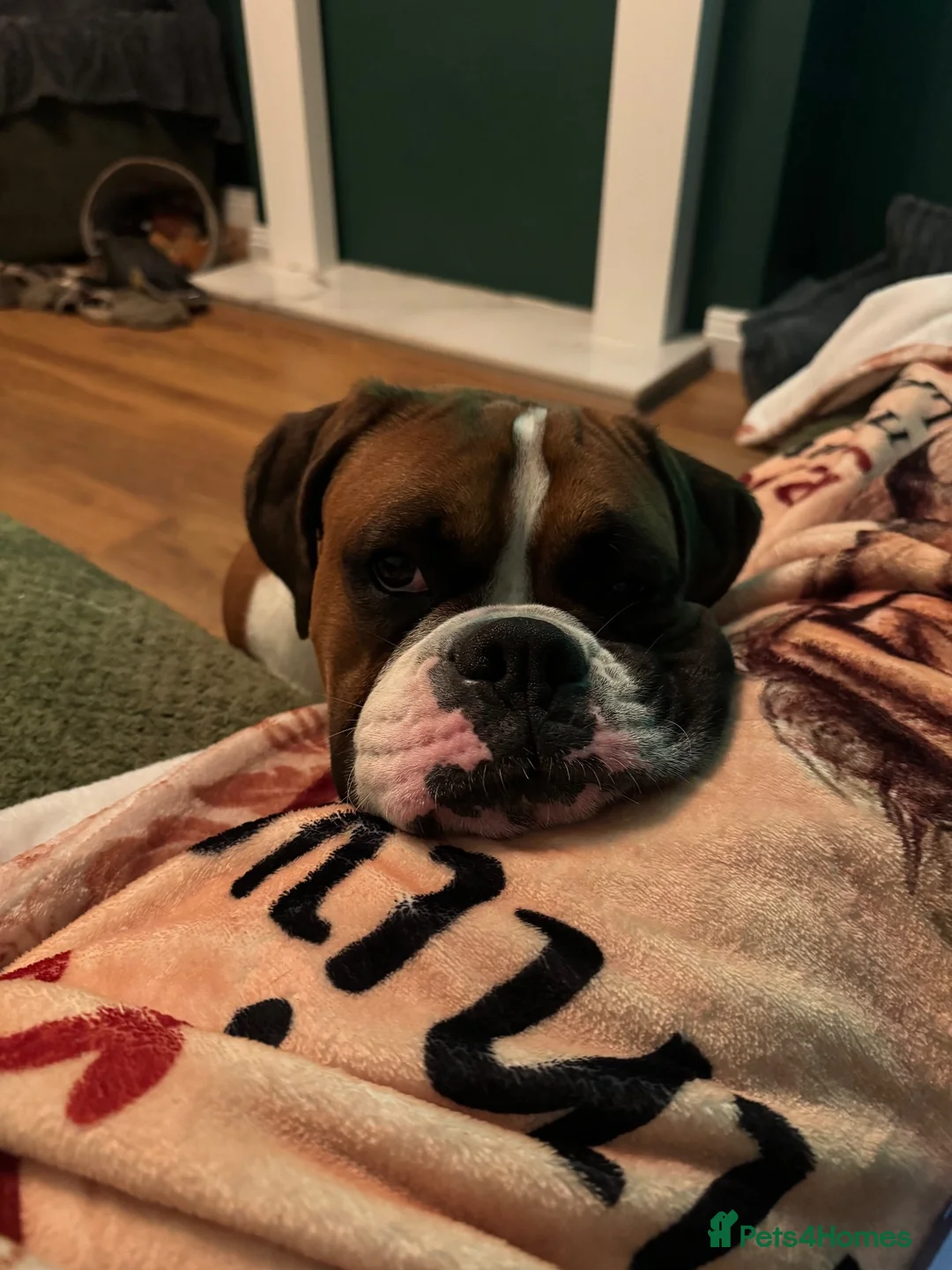 Boxer dogs for sale: Male Boxer Needs a New Home in Hull - Advert 2