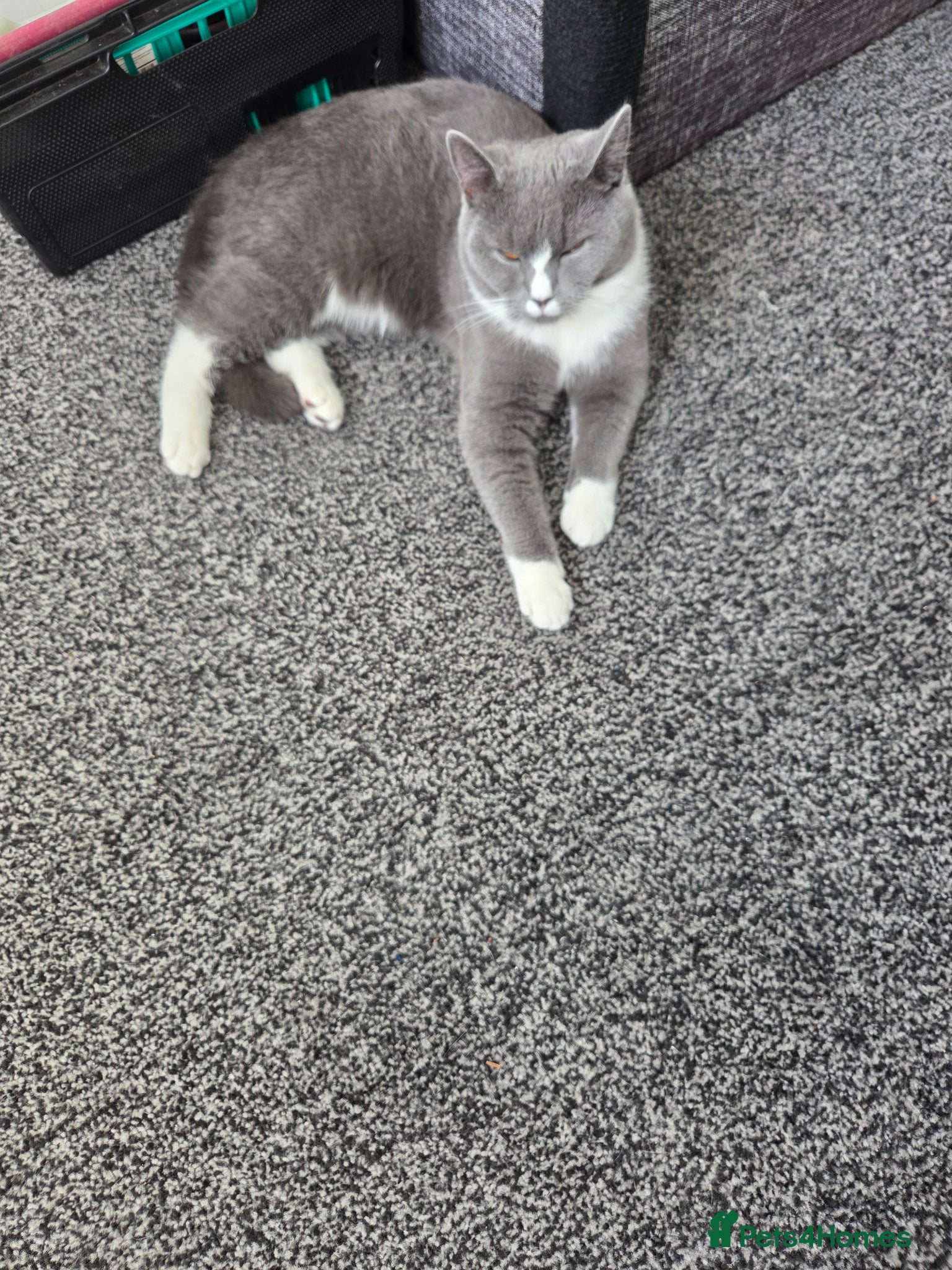 British Shorthair cats for sale: Marble in Birmingham - Advert 2
