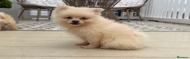 Pomeranian 1