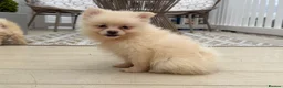 Pomeranian dogs for sale: Pomeranian Puppies  - Advert 20